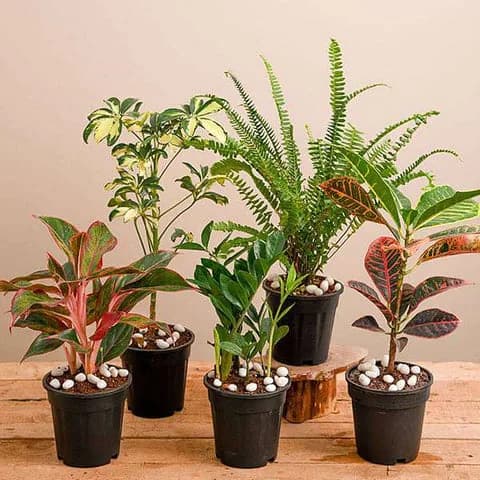 Under ₹399 Plants