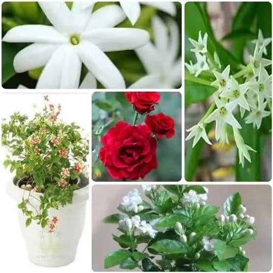 Aromatic Fragrant Plants
